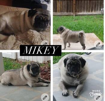 Pug Dogs Available for Adoption in New Braunfels, Texas - Mikey | PetCurious
