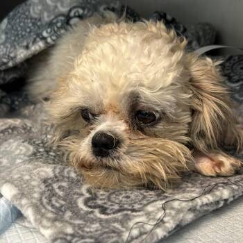 Mollie -  Mixed Breed Dog for Adoption in Leander, Texas - Mollie | PetCurious