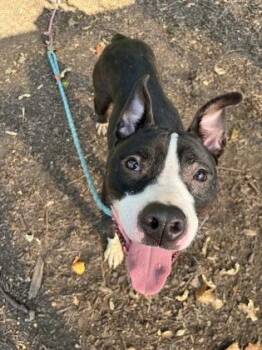 Bosley -  Mixed Breed Dog for Adoption in Chamblee, Georgia - Bosley | PetCurious