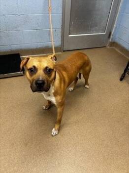 Rock -  Mixed Breed Dog for Adoption in Chamblee, Georgia - Rock | PetCurious