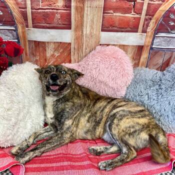 Mixed Breed and Australian Shepherd Dogs Available for Adoption - Granola | PetCurious