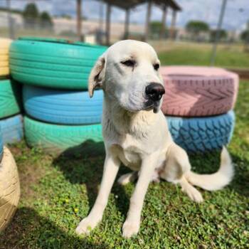White Rain -  Mixed Breed Dog Available for Adoption in Enfield, New Hampshire - White Rain | PetCurious