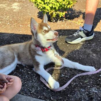 Fern -  Siberian Husky Dog for Adoption in Ferndale, Washington - Fern | PetCurious