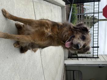 Asurna -  Australian Shepherd Dog Available for Adoption in Milford, Connecticut - Asurna | PetCurious