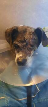 Beuhla Girl -  Boxer Dog for Adoption in Aurora, Indiana - Beuhla Girl | PetCurious