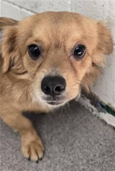 BLAKE -  Chihuahua and Mixed Breed Dog for Adoption in San Bernardino, California - BLAKE | PetCurious