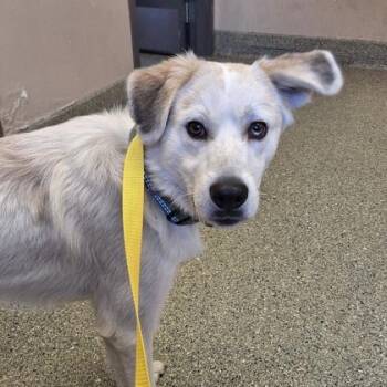 Great Pyrenees and Mixed Breed Dogs Available for Adoption - Dior | PetCurious