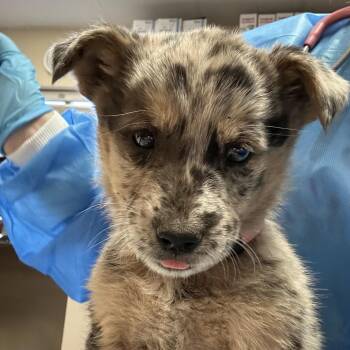 Catahoula Leopard Dog Dogs Available for Adoption in Flagstaff, Arizona - Piranha - In Foster! | PetCurious