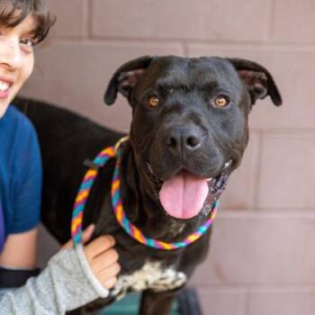 Luca -  Mixed Breed Dog for Adoption in Chamblee, Georgia - Luca | PetCurious