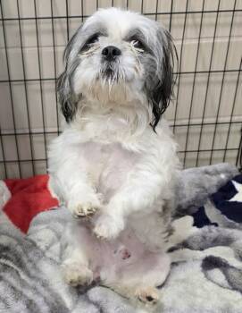 26-469 -  Shih Tzu Dog for Adoption in Lindenhurst, New York - 26-469 | PetCurious