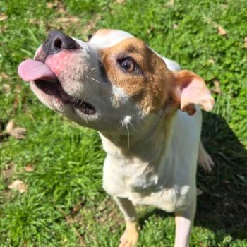Terrier Dogs Available for Adoption in Parrish, Alabama - Alvin (ABUSE SURVIVOR) | PetCurious