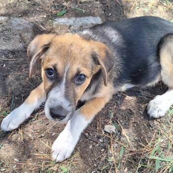 Da Vinci -  Border Collie and Mixed Breed Dog for Adoption in Fenton, Michigan - Da Vinci | PetCurious