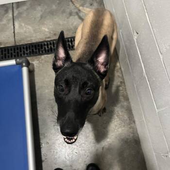 Spike -  Belgian Shepherd Malinois Dog for Adoption in Hinesville, Georgia - Spike | PetCurious