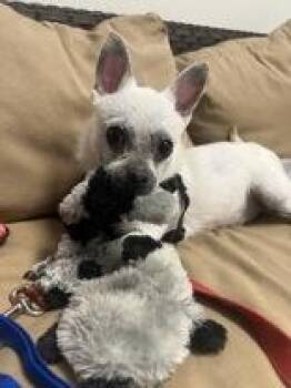 Lou -  Mixed Breed Dog for Adoption in Potsdam, New York - Lou | PetCurious