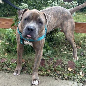 Super -  Mixed Breed Dog for Adoption in Philadelphia, Pennsylvania - Super | PetCurious