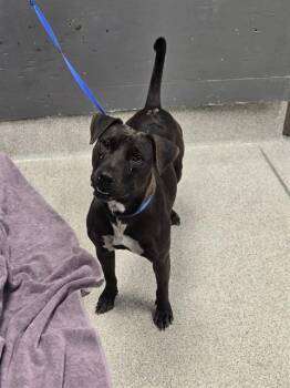 CANYON -  Labrador Retriever and Mixed Breed Dog for Adoption in Tallahassee, Florida - CANYON | PetCurious