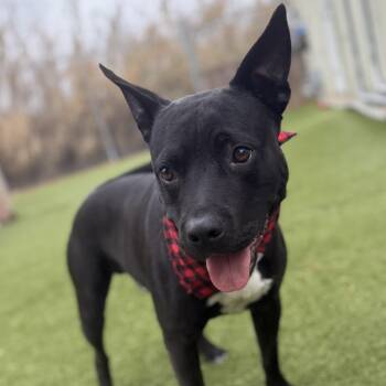 Labrador Retriever and Mixed Breed Dogs Available for Adoption - Rocket | PetCurious