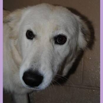 Rescue Great Pyrenees and Labrador Retriever Dogs for Adoption in Calverton, New York - Myra | PetCurious