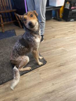 Australian Shepherd Dogs Available for Adoption - DAISY Tinycauseadopt@gmail.com  | PetCurious