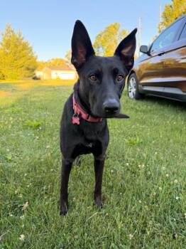 Elizabeth -  Shepherd Dog for Adoption in Coldwater, Michigan - Elizabeth | PetCurious
