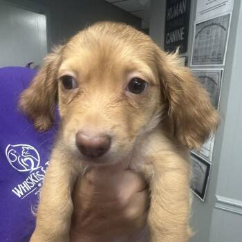 Tater Tot -  Dachshund and Terrier Dog Available for Adoption in Midland, Texas - Tater Tot | PetCurious