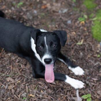 Chuckey -  Rat Terrier and Border Collie Dog for Adoption - Chuckey | PetCurious