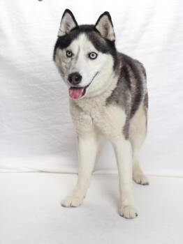 Siberian Husky Dogs Available for Adoption in Burbank, California - ZEUS | PetCurious