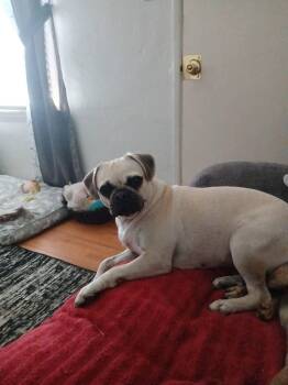 Rescue Pug Dogs for Adoption in Yuma, Arizona - Precious | PetCurious