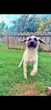 Fero -  Anatolian Shepherd Dog for Adoption in Shawnee, Oklahoma - Fero | PetCurious