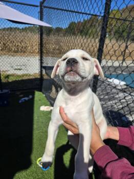 Gnocchi -  Golden Retriever Dog for Adoption in Richmond, Kentucky - Gnocchi | PetCurious