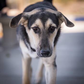 Bow -  Shepherd Dog for Adoption in Twentynine Palms, California - Bow | PetCurious