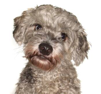 Poodle and Cavalier King Charles Spaniel Dogs Available for Adoption in Oakland Park, Florida - Reggie | PetCurious