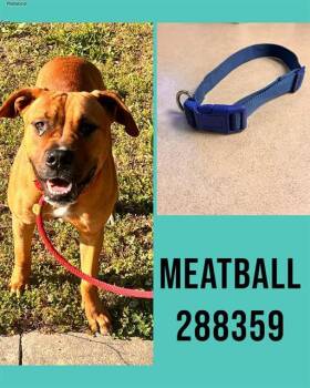 Mixed Breed Dogs Available for Adoption in Macon, Georgia - MEATBALL | PetCurious