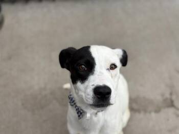 Pit Bull Terrier and Mixed Breed Dogs Available for Adoption in Tulsa, Oklahoma - DOCTOR | PetCurious