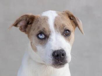 Mixed Breed Dogs Available for Adoption - SunKiss | PetCurious