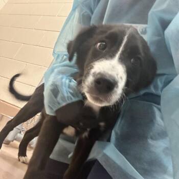 Ram -  Smooth Collie Dog for Adoption in Reno, Nevada - Ram | PetCurious