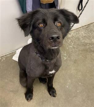 Rescue Labrador Retriever and Chow Chow Dogs for Adoption in Rosenberg, Texas - SHADOW | PetCurious