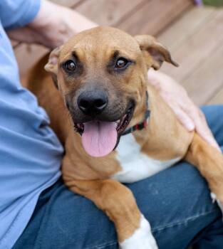 Ophelia (AO37619) -  Hound and Doberman Pinscher Dog for Adoption in Kansas City, Kansas - Ophelia (AO37619) | PetCurious