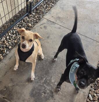 Cookie & Cream -  Chiweenie Dog for Adoption in Yarnell, Arizona - Cookie & Cream | PetCurious