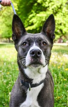 Pit Bull Terrier and Siberian Husky Dogs Available for Adoption in Yakima, Washington - Sugar | PetCurious