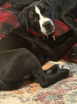 Labrador Retriever and Terrier Dogs Available for Adoption - Howie | PetCurious