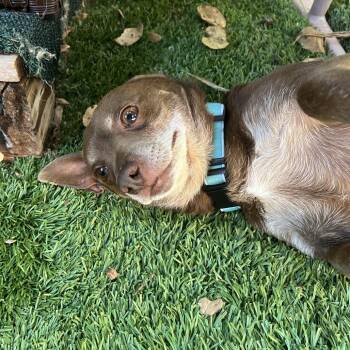 Chihuahua Dogs Available for Adoption - Kermit | PetCurious