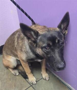61355128 -  Mixed Breed Dog for Adoption in El Paso, Texas - 61355128 | PetCurious