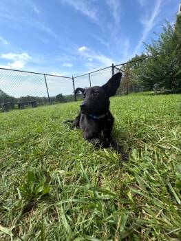 Noah -  Mixed Breed Dog for Adoption in Gallatin, Tennessee - Noah | PetCurious
