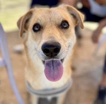 Rescue German Shepherd Dog and Border Collie Dogs for Adoption in Littlerock, California - Pip | PetCurious