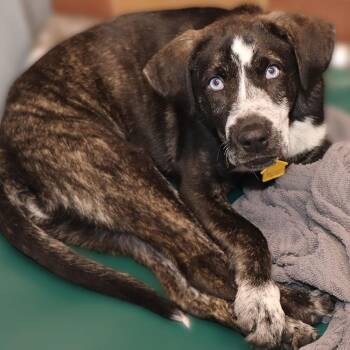 Mixed Breed Dogs Available for Adoption - Rex | PetCurious