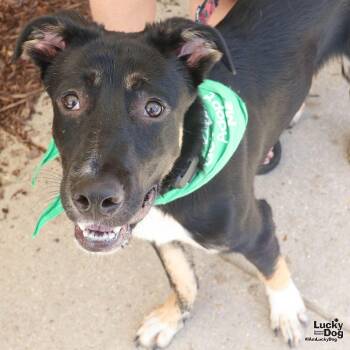 Fido -  Australian Shepherd and Shepherd Dog for Adoption in Washington, District Of Columbia - Fido | PetCurious