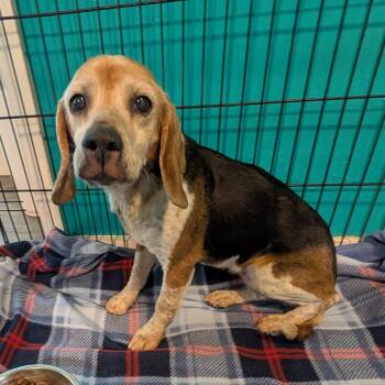 Beagle Dogs Available for Adoption - Roxie | PetCurious