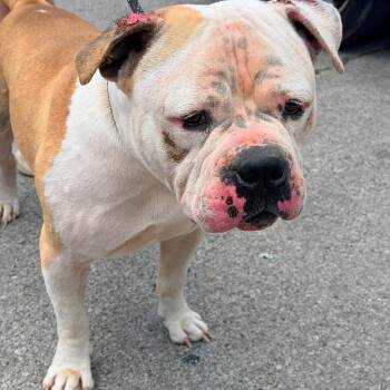 Hoss -  Mixed Breed Dog for Adoption in Huntington, West Virginia - Hoss | PetCurious