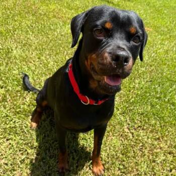 Cleo -  Rottweiler Dog for Adoption in Polk, Ohio - Cleo | PetCurious